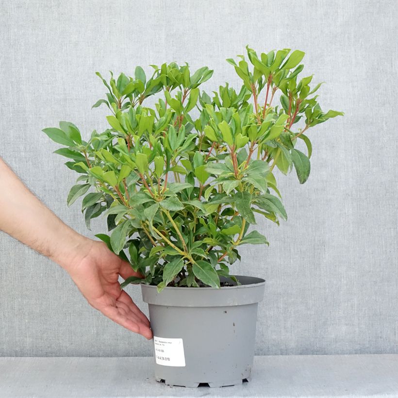 Rhododendron vireya Hendrick's ker - Pot de 3L/4L Ejemplar entregado en la primavera