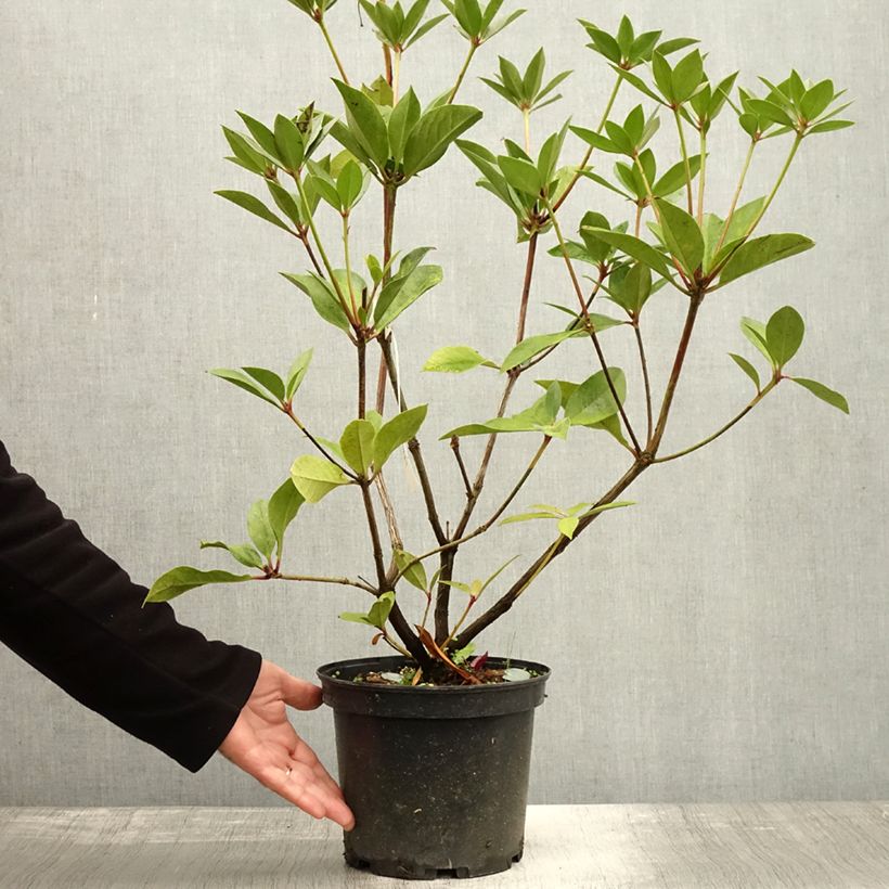 Ejemplar de Rhododendron vireya Oogappel Maceta 3L/4L entregado en otoño
