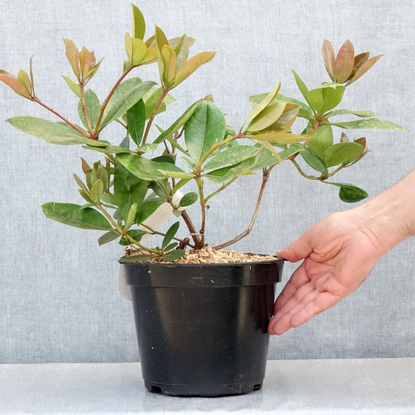 Rhododendron vireya Vladimir Bukovski - Pot de 3L/4L Ejemplar entregado en la primavera