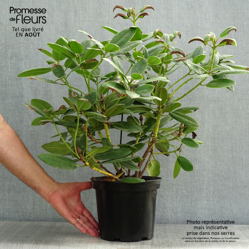 Ejemplar de Rhododendron Virginia Richards - Petit Rhododendron Pot de 4L/5L entregado en verano