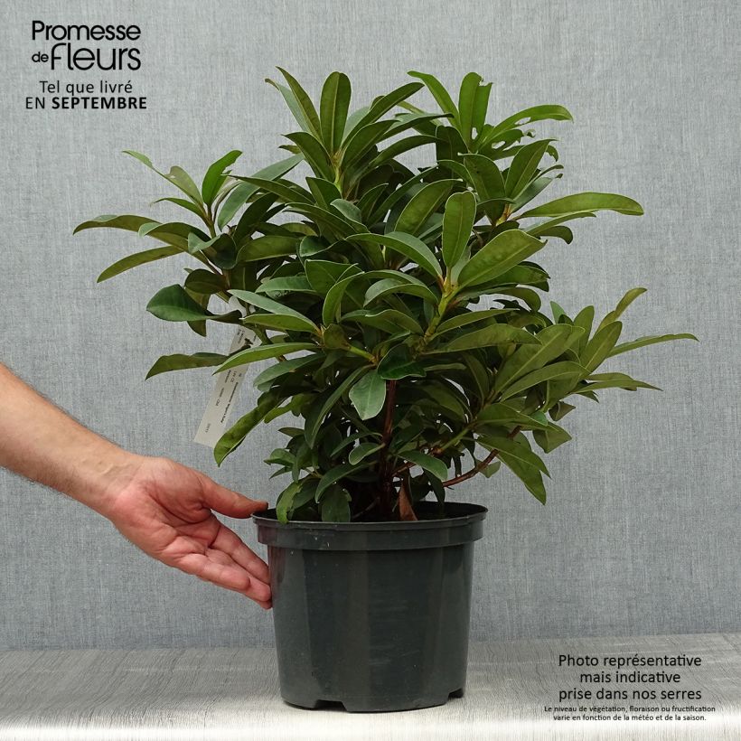 Ejemplar de Rhododendron Wilgen's Ruby Maceta 4L/5L entregado en otoño