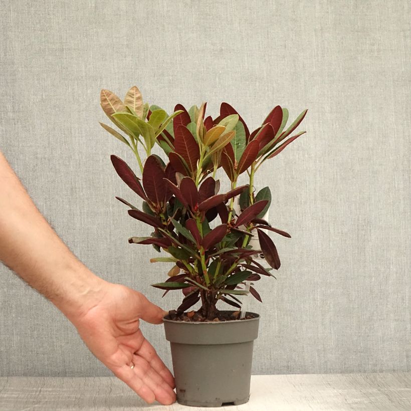 Ejemplar de Rhododendron Wine & Roses Maceta de 12 cm / 13 cm entregado en verano
