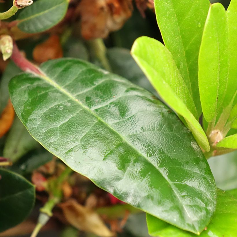 Rhododendron haematodes Lisetta (Follaje)