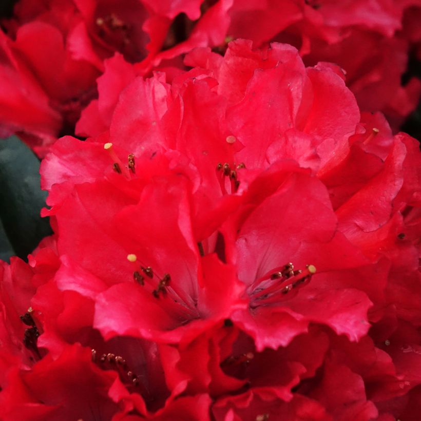 Rhododendron haematodes Lisetta (Floración)