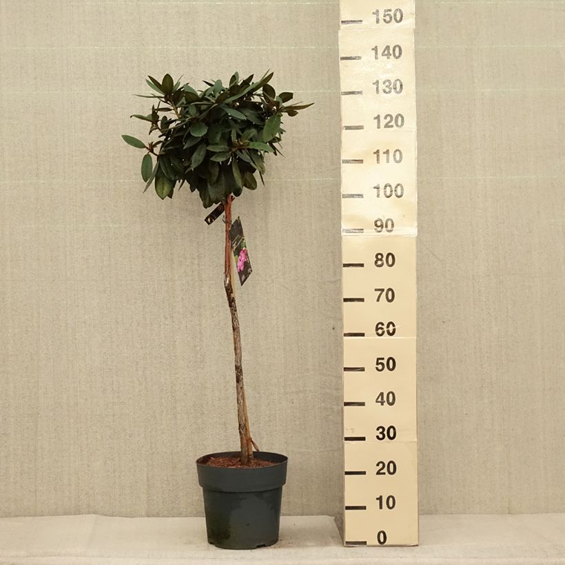 Ejemplar de Rhododendron yakushimanum Anuschka Maceta 7,5L/10L entregado en otoño