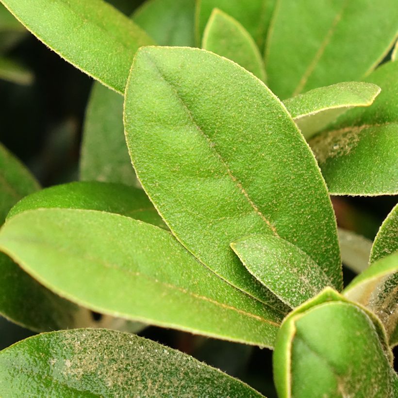 Rhododendron yakushimanum Debbie Dane (Follaje)
