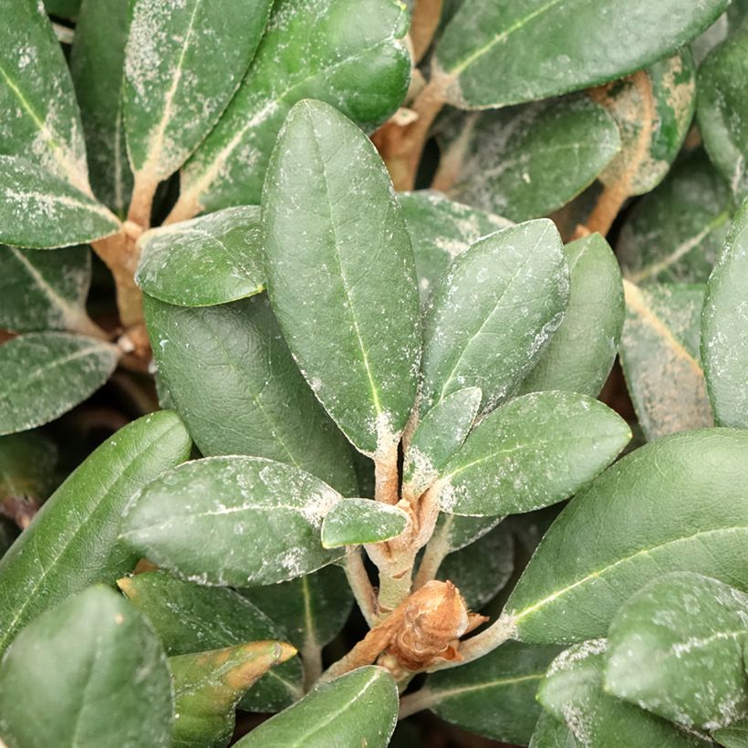 Rhododendron yakushimanum Debbie Dane (Follaje)