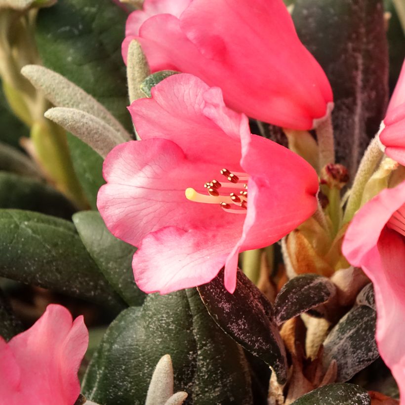 Rhododendron yakushimanum Debbie Dane (Floración)