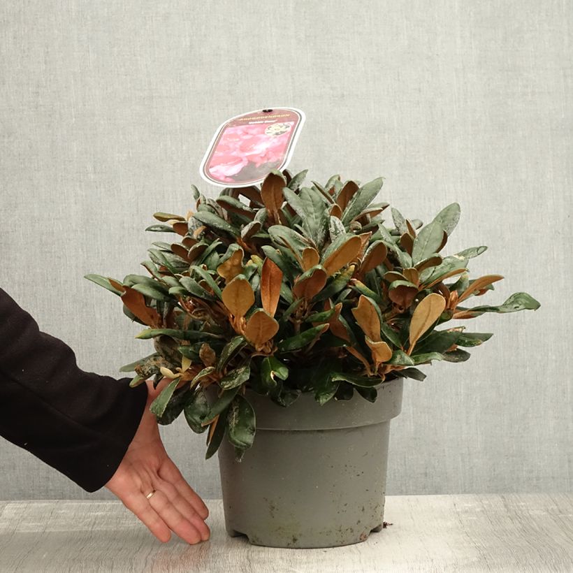 Ejemplar de Rhododendron yakushimanum Debbie Dane Maceta 4L/5L entregado en otoño