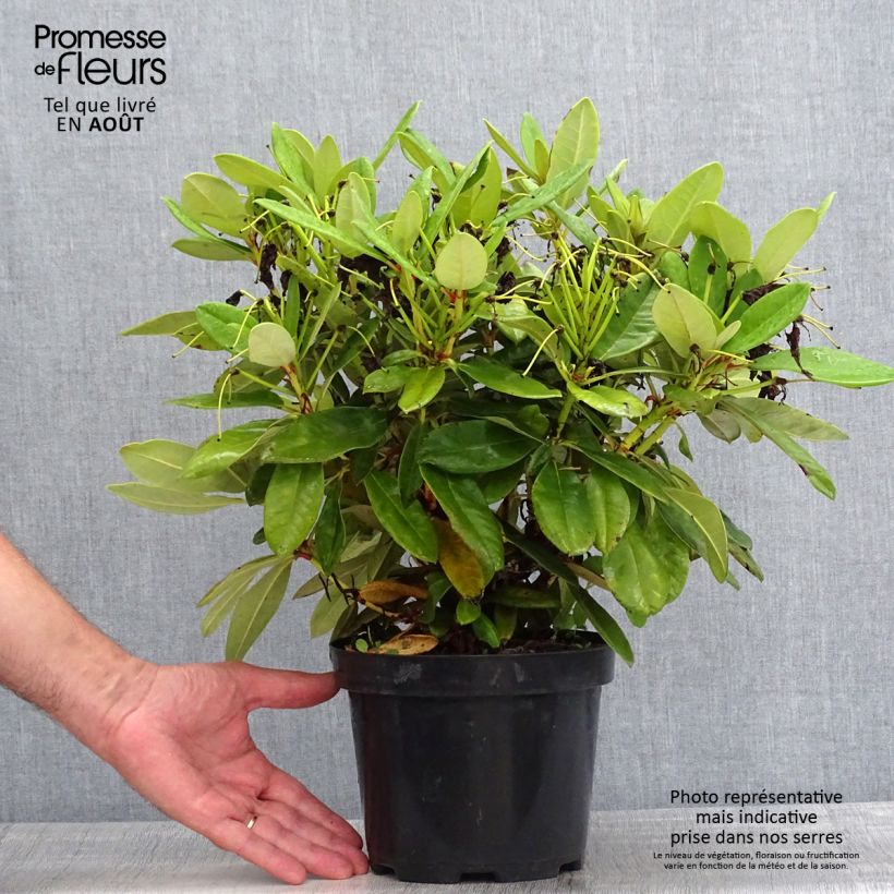 Ejemplar de Rhododendron yakushimanum Dopey Pot de 2L/3L entregado en verano