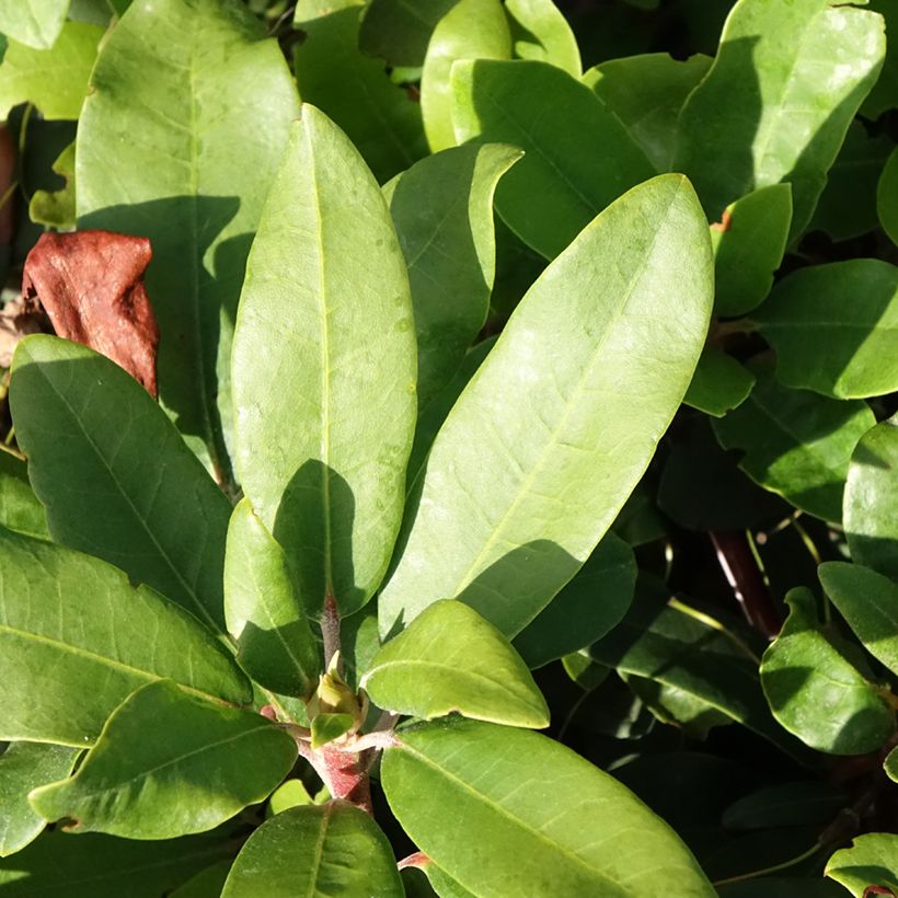 Rhododendron yakushimanum Easydendron INKARHO Bohlken's Roter Stern (Follaje)