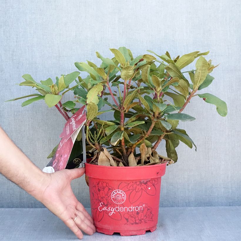 Ejemplar de Rhododendron yakushimanum Easydendron INKARHO Bohlken's Roter Stern Maceta 4L/5L entregado en verano