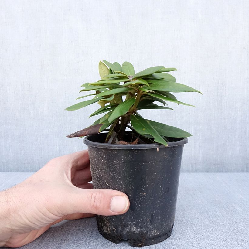 Rhododendron yakushimanum Kalinka Maceta de 12 cm / 13 cm Ejemplar entregado en invierno