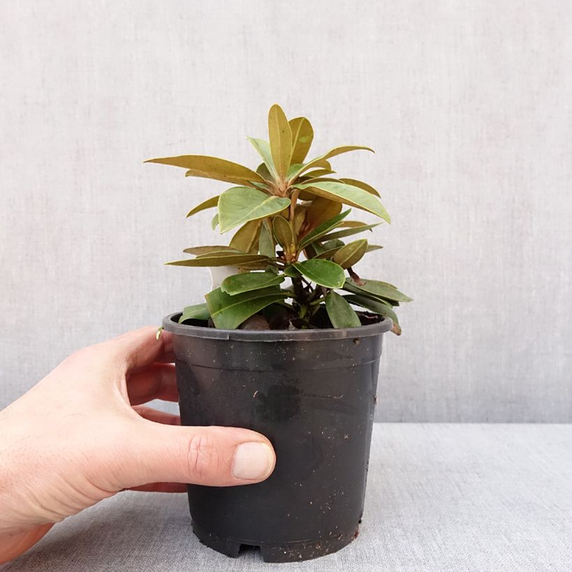 Rhododendron yakushimanum Morgenrot Maceta de 12 cm / 13 cm Ejemplar entregado en invierno