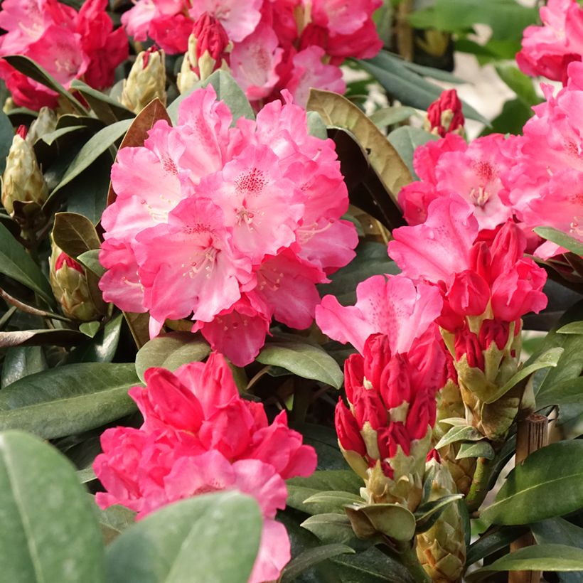 Rhododendron yakushimanum Morgenrot (Floración)