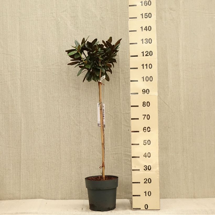 Ejemplar de Rhododendron yakushimanum Morgenrot Maceta 7,5L/10L entregado en otoño
