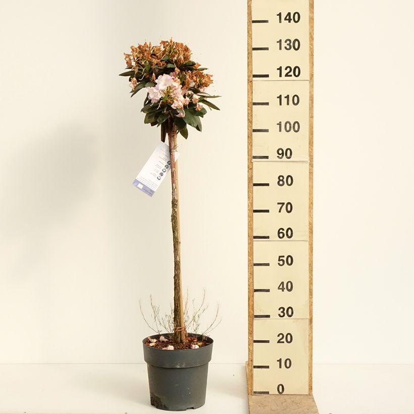 Rhododendron yakushimanum Polaris - Rhododendron nain - Pot de 7,5L/10L Ejemplar entregado en la primavera