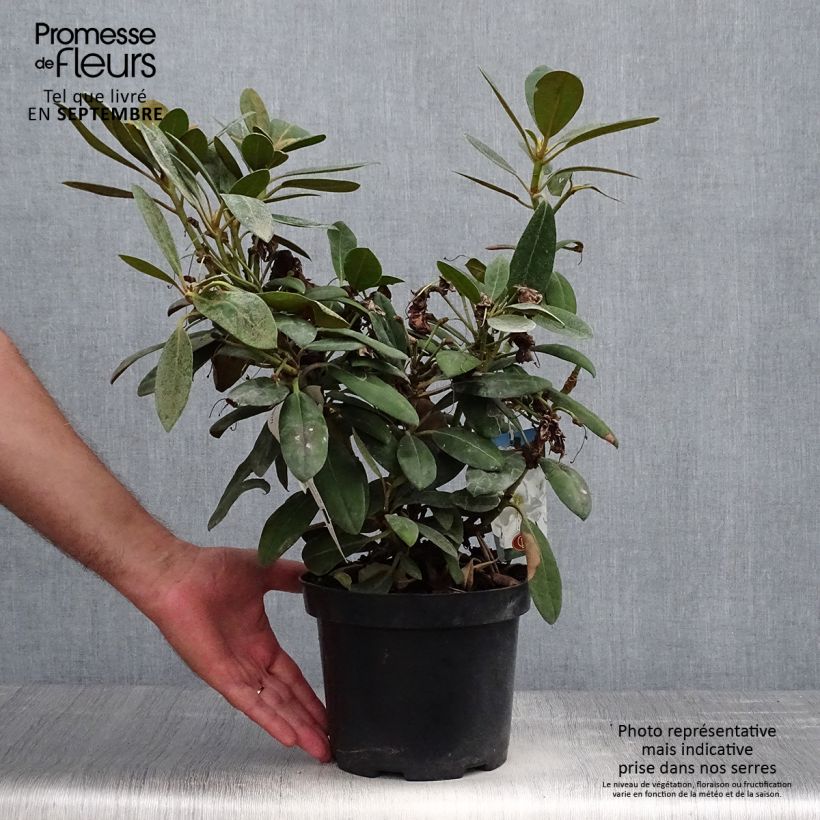 Ejemplar de Rhododendron yakushimanum Porzellan Maceta 3L/4L entregado en otoño