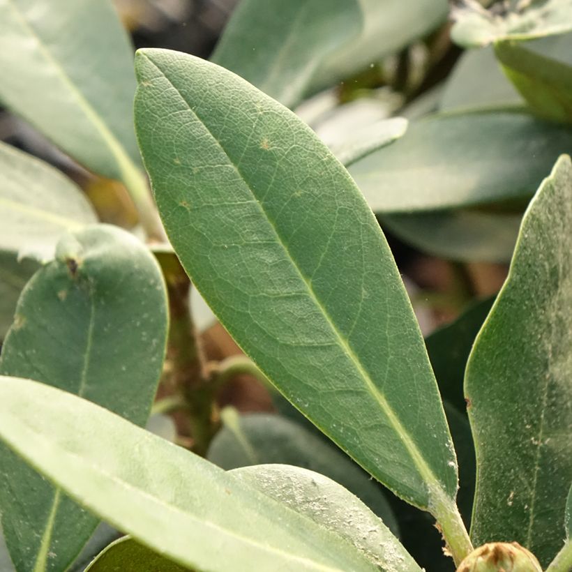 Rhododendron yakushimanum Silberwolke (Follaje)