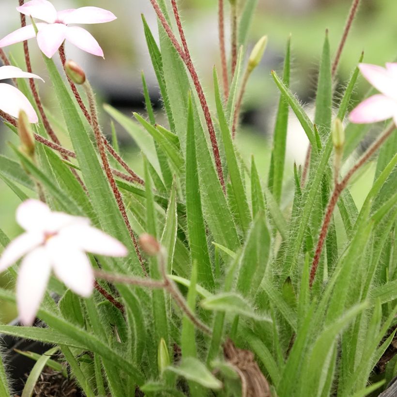 Rhodohypoxis Fairy Kisses (Follaje)