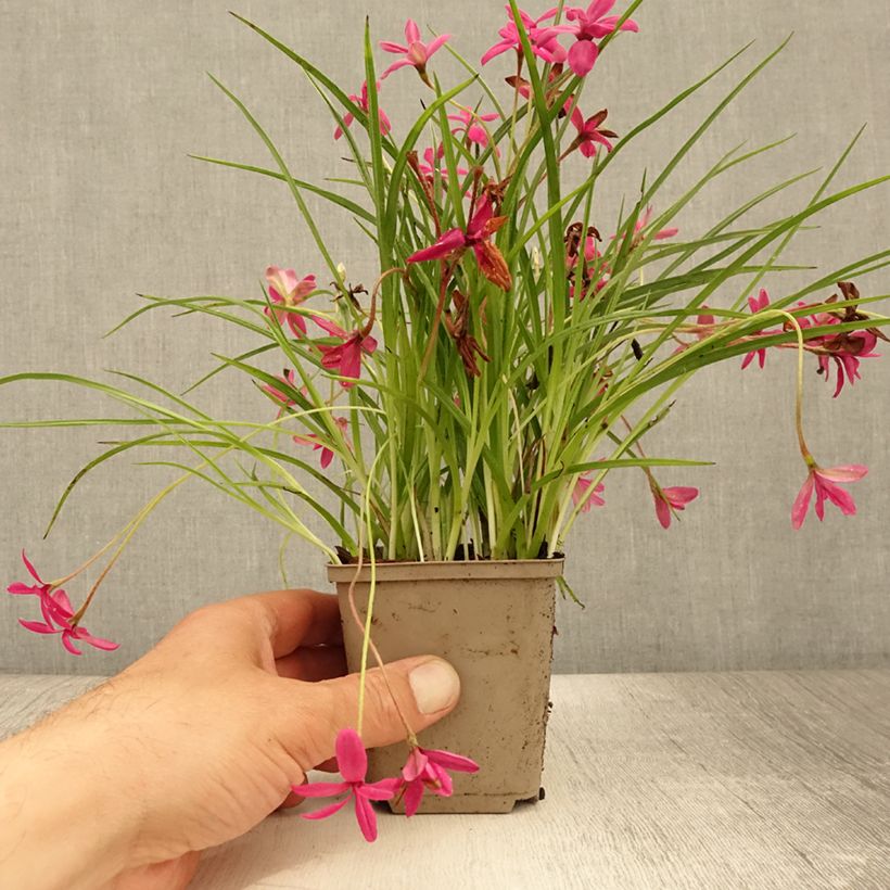 Ejemplar de Rhodohypoxis Beverly Maceta de 8/9 cm entregado en verano
