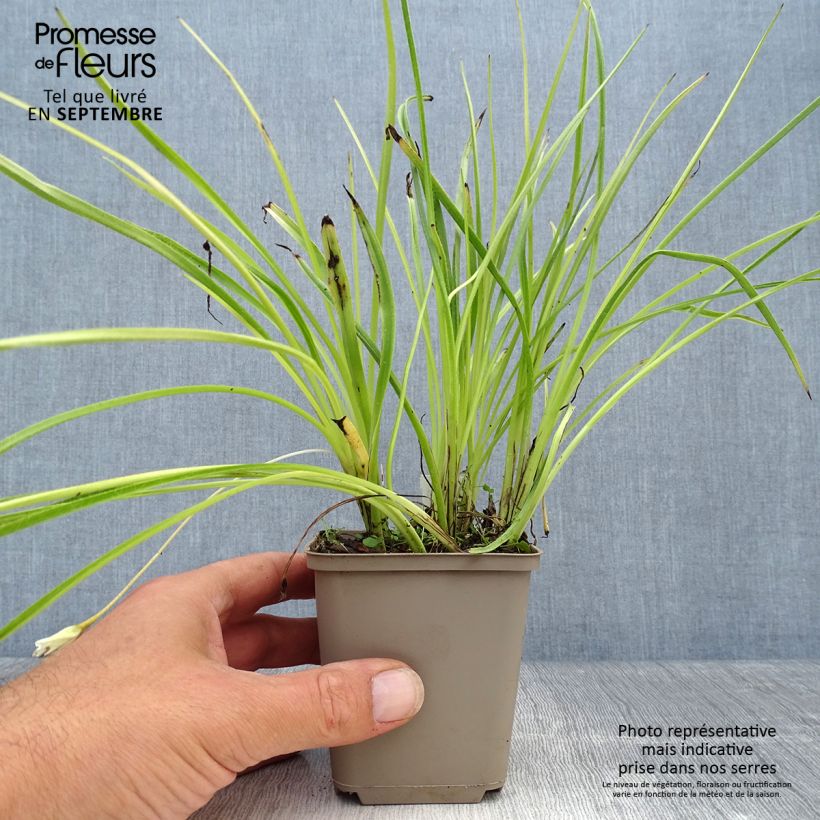 Ejemplar de Rhodoxis Summer Stars Peppermint Godet de 8/9 cm entregado en otoño