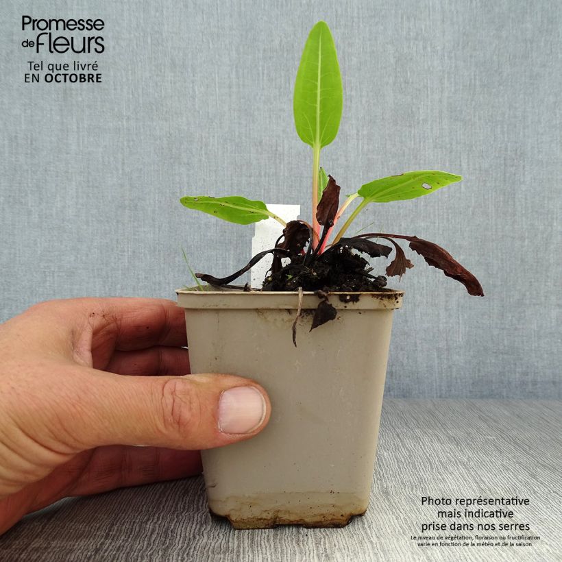 Ejemplar de Rheum alexandrae Maceta de 8/9 cm entregado en otoño