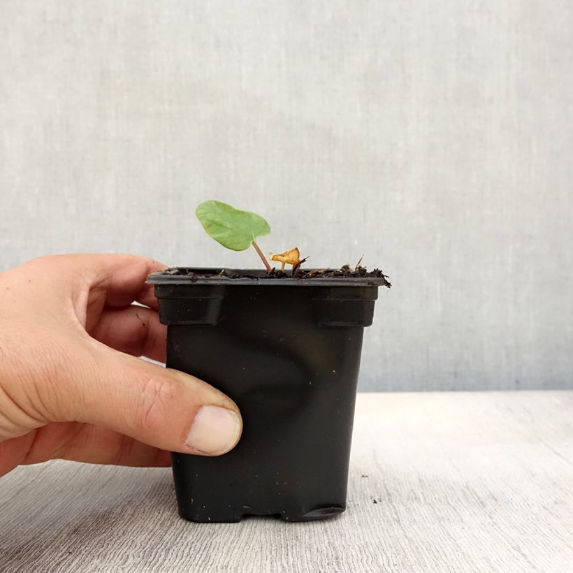 Ejemplar de Ruibarbo Victoria Maceta de 8/9 cm entregado en otoño