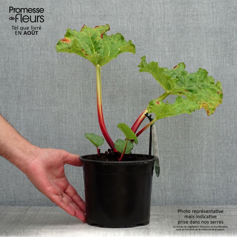 Ejemplar de Ruibarbo Frambozen Rood Maceta 2L/3L entregado en verano