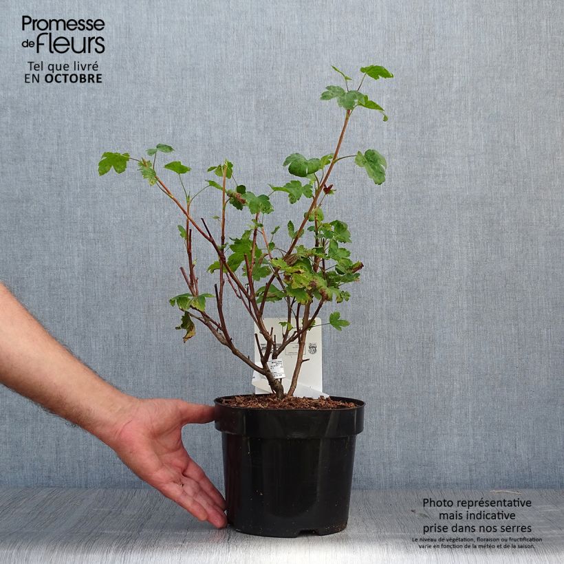 Ejemplar de Ribes gordonianum - Grosella dorada Maceta 3L/4L entregado en otoño