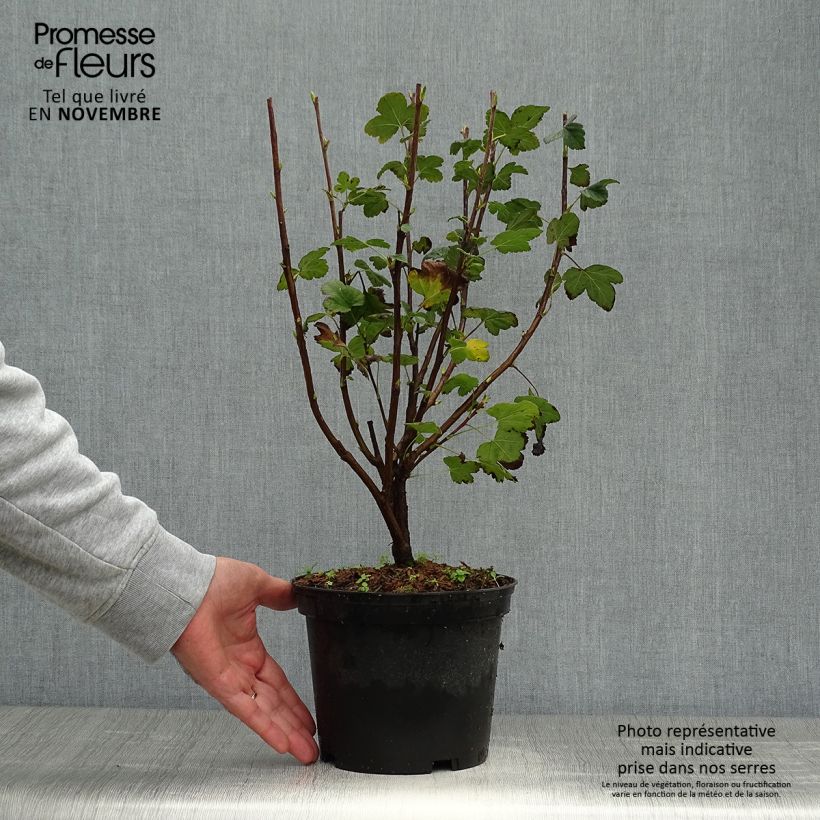 Ejemplar de Ribes sanguineum King Edward VII - Grosellero de invierno Maceta 3L/4L entregado en otoño