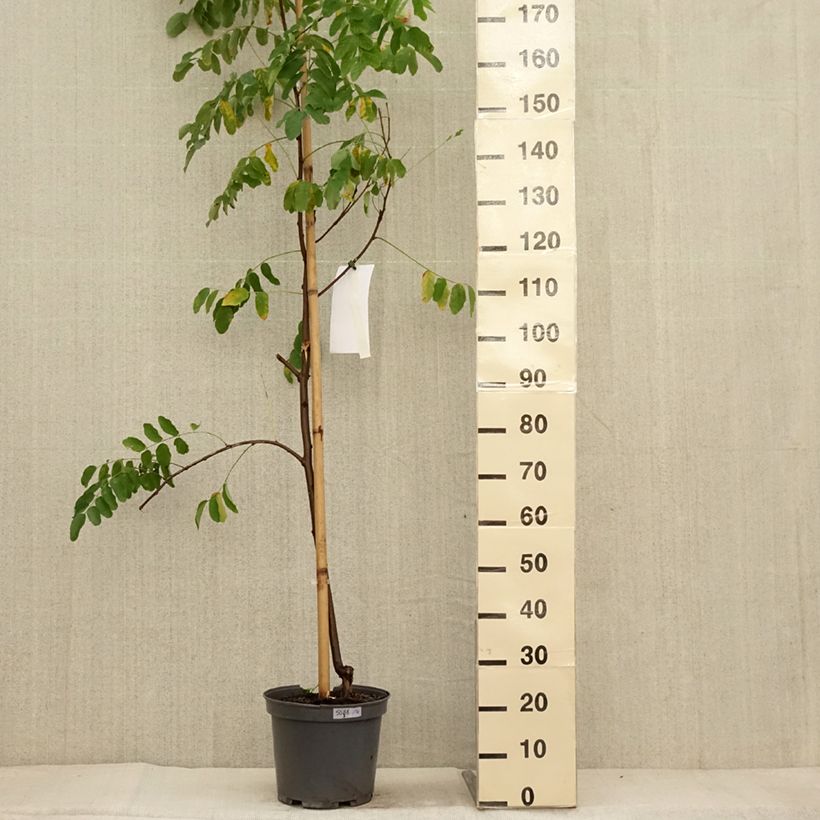 Ejemplar de Robinia margaretta Georgia da Torino - Acacia falsa Maceta 7,5L/10L entregado en otoño