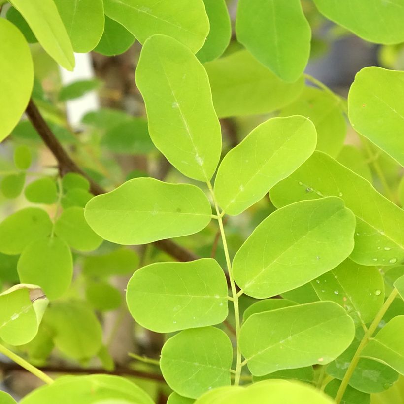 Robinia pseudoacacia Coluteoides - Falsa acacia (Follaje)