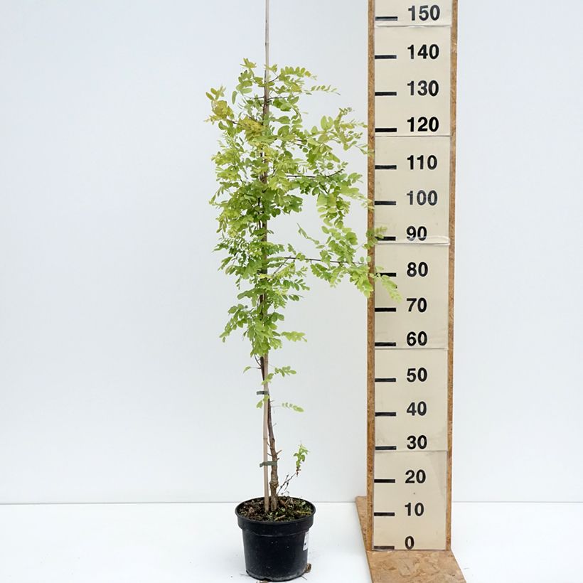 Ejemplar de Robinia pseudoacacia Coluteoides - Falsa acacia Maceta 4L/5L entregado en verano