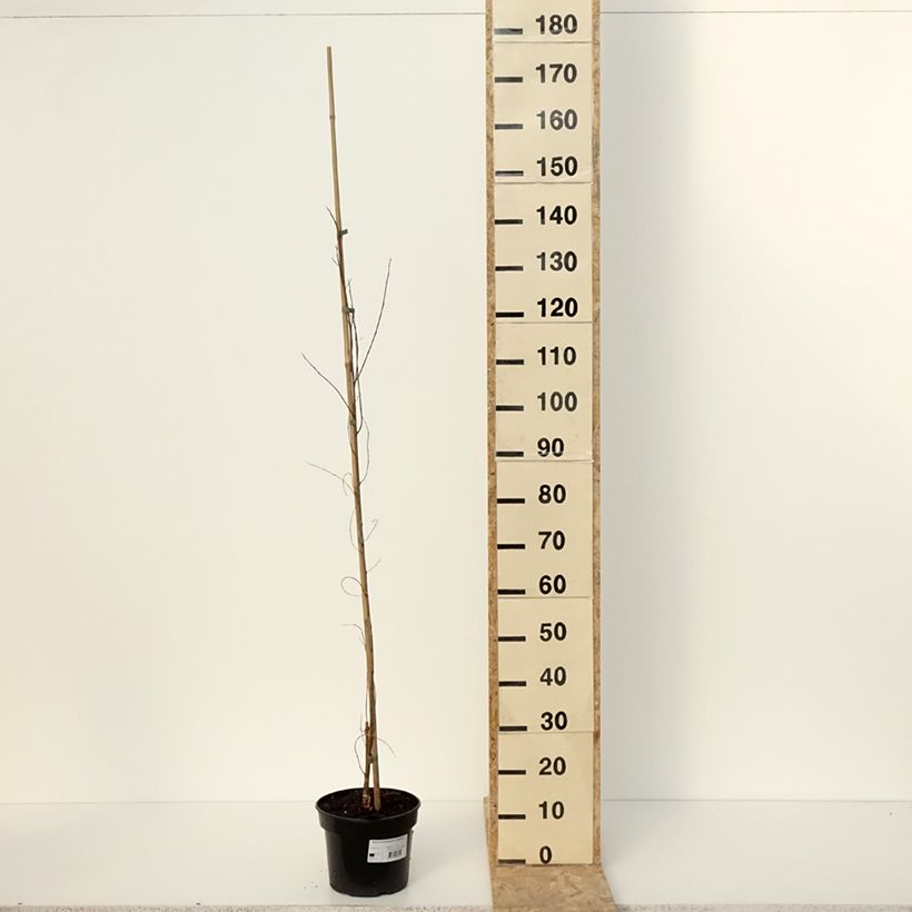 Robinia pseudoacacia Coluteoides - Falsa acacia Maceta 4L/5LAltura de entrega aprox. 180/200cm Ejemplar entregado en invierno