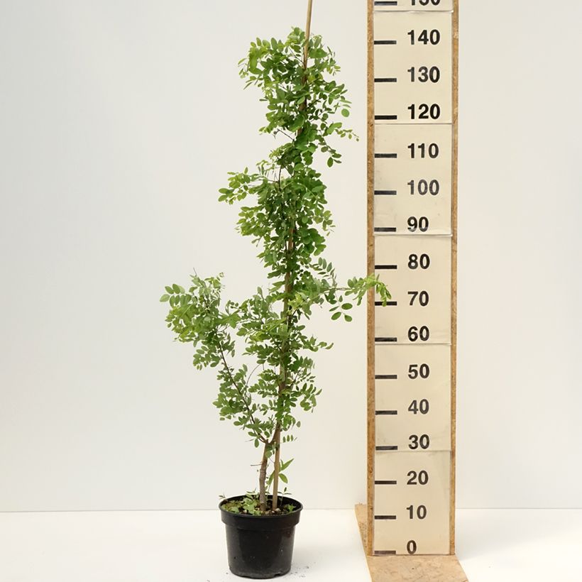Robinia pseudoacacia Coluteoides - Falsa acacia Maceta 4L/5LAltura de entrega aprox. 180/200cm Ejemplar entregado en la primavera