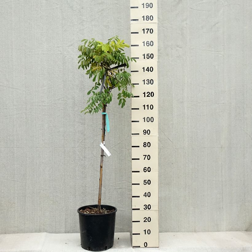 Ejemplar de Robinia pseudoacacia Frisia - Falsa acacia Maceta 12L/15L entregado en otoño