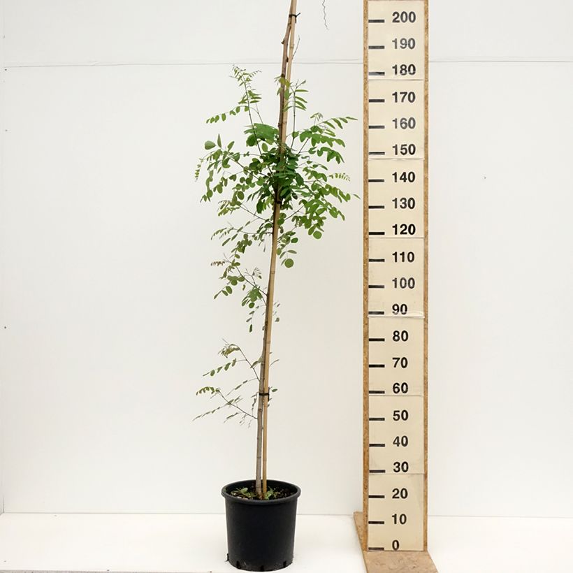 Robinia pseudoacacia Twisty Baby Lace Lady - Falsa acacia Maceta 12L/15LAltura de entrega aprox. 120/140cm Ejemplar entregado en la primavera