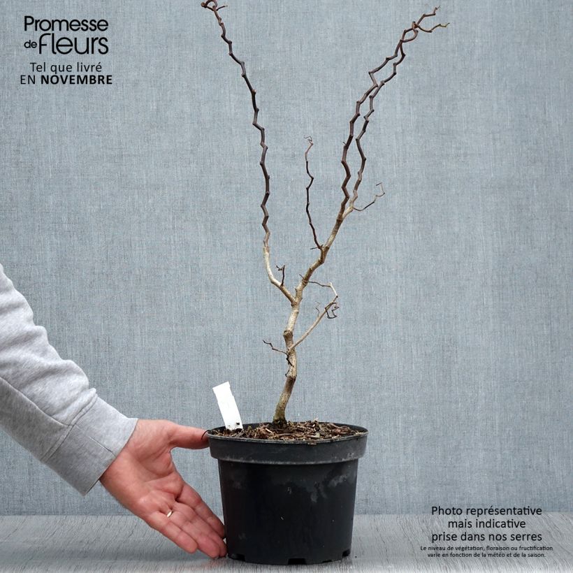 Ejemplar de Robinia pseudoacacia Twisty Baby Lace Lady - Falsa acacia Maceta 3L/4L entregado en otoño