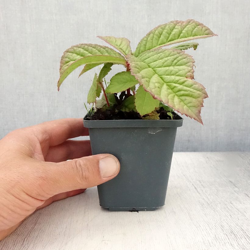 Ejemplar de Rodgersia aesculifolia var. henrici Maceta de 8/9 cm entregado en verano