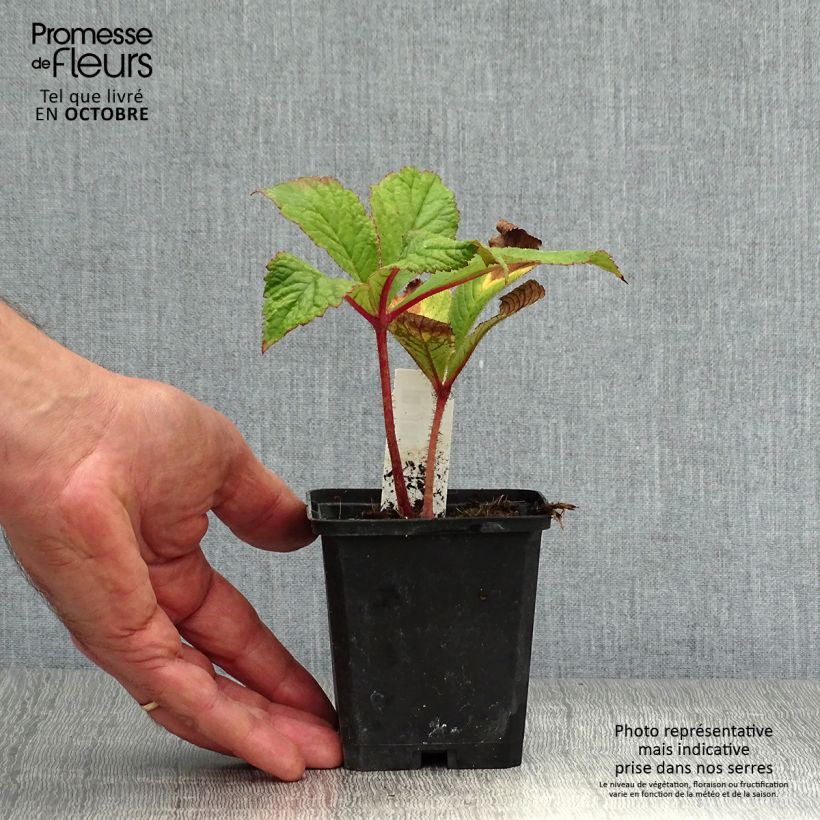 Ejemplar de Rodgersia pinnata Bronze Peacock Maceta de 8/9 cm entregado en otoño