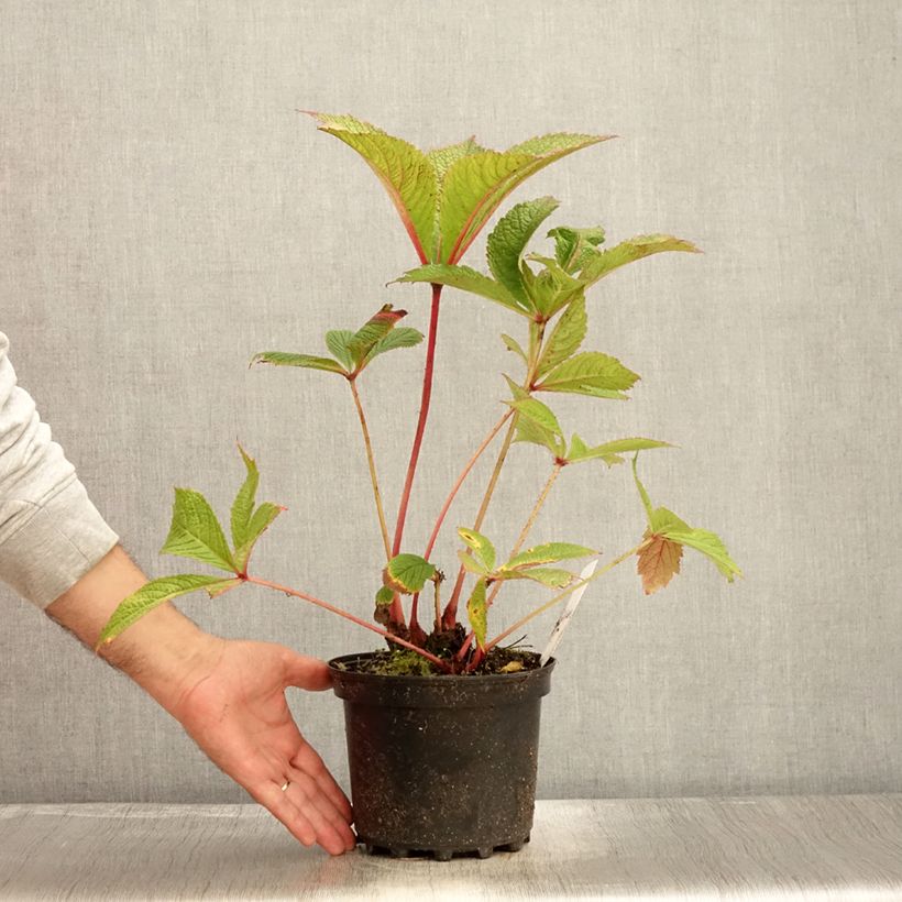 Ejemplar de Rodgersia pinnata Chocolate Wings Maceta 2L/3L entregado en otoño