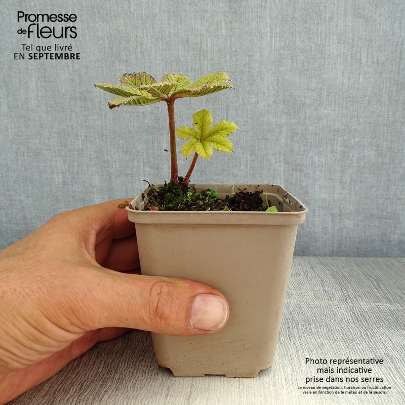 Ejemplar de Rodgersia pinnata Hercules Maceta de 8/9 cm entregado en verano