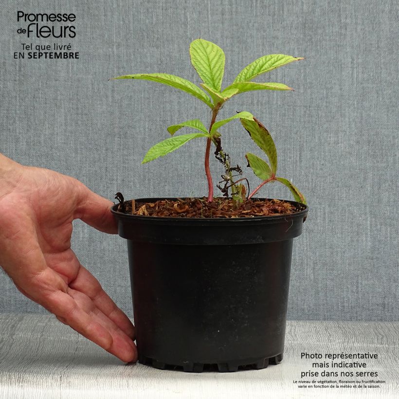 Ejemplar de Rodgersia pinnata Maceta 1,5L/2L entregado en otoño