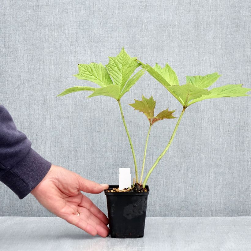 Rodgersia podophylla Godet de 9cm Ejemplar entregado en la primavera