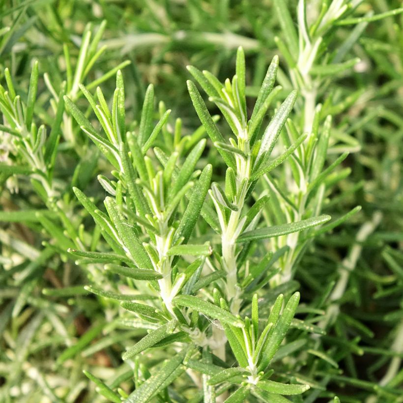 Romero Bio (plantas) - Rosmarinus officinalis (Follaje)