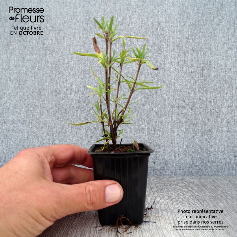 Ejemplar de Romero - Rosmarinus officinalis Maceta de 7/8 cm entregado en otoño