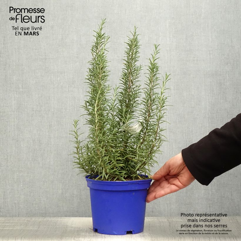 Romero Tuscan Blue Maceta 3L/4L Ejemplar entregado en la primavera