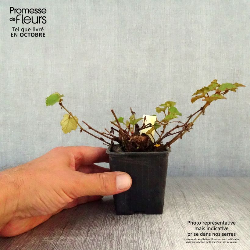Ejemplar de Rubus tricolor Betty Ashburner - Zarza Maceta de 8/9 cm entregado en otoño