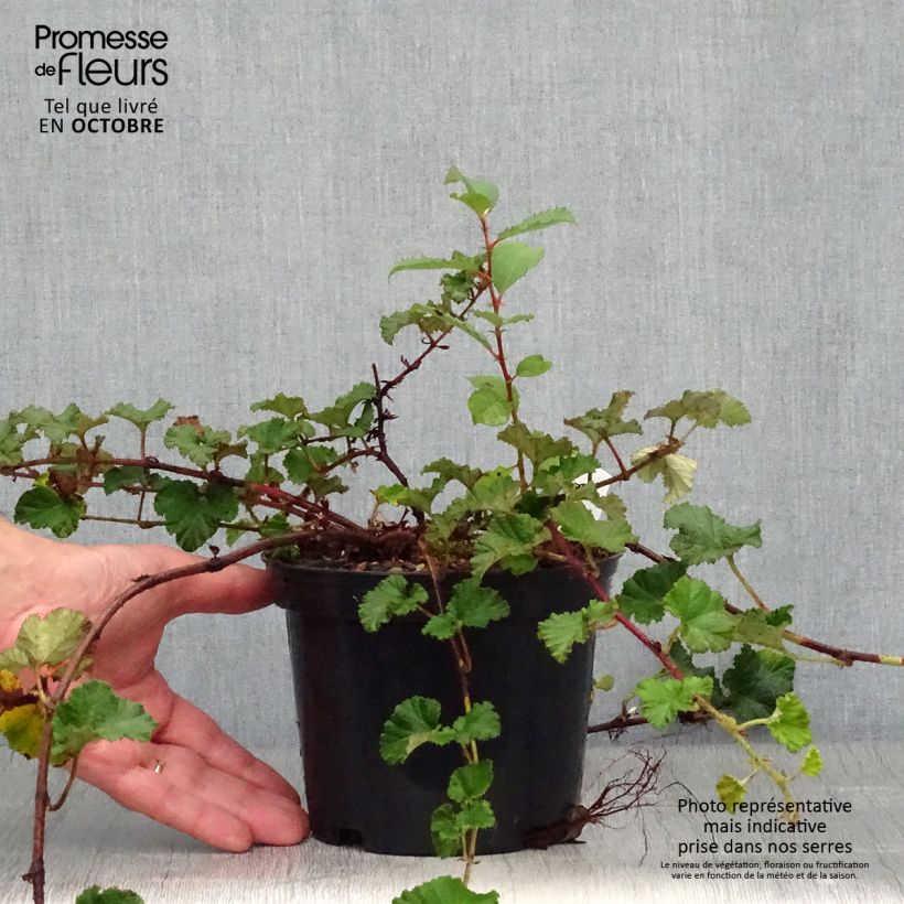 Ejemplar de Rubus tricolor Betty Ashburner - Zarza Maceta 1,5L/2L entregado en otoño